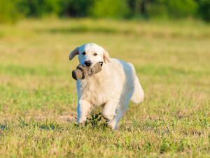 Are Golden Retrievers Mischievous