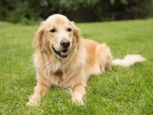 Are Golden Retrievers Protective