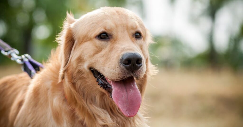 Are Golden Retrievers Smart (Pros & Cons of Having a Smart Dog)