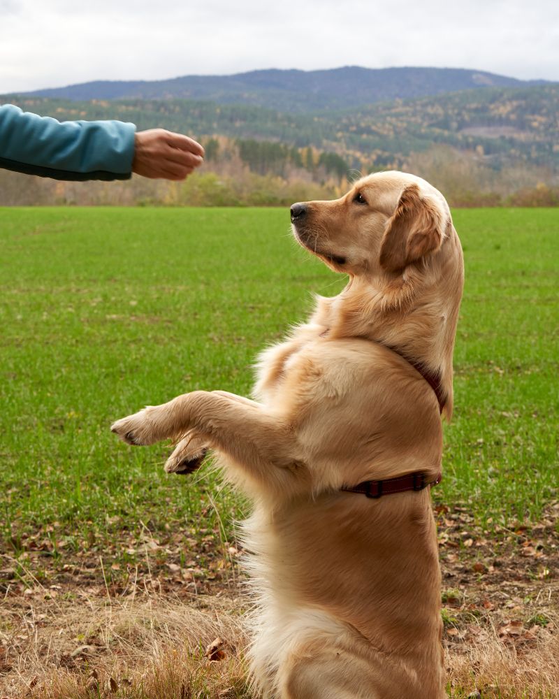 Are Male Or Female Golden Retrievers Easier To Train