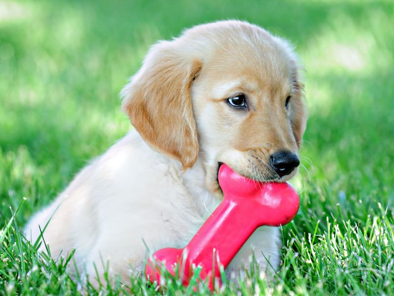 Best Chew Toys For Golden Retriever Puppies