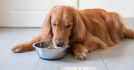 Best Food For Golden Retriever Puppies (And What NOT To Feed Them)