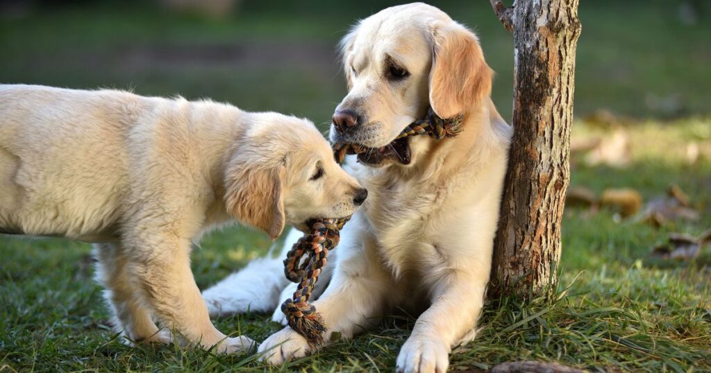 Best Toys for Golden Retriever Puppies