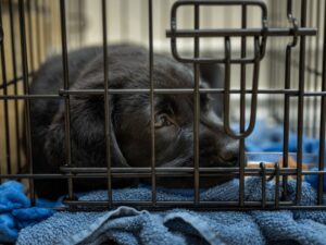 Black Golden Retriever