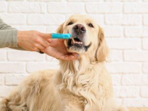 Brush Their Teeth