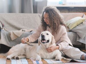 Brush Your Golden Retriever