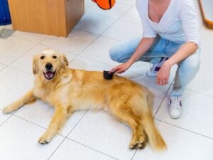 Brush Your Golden Retriever Daily