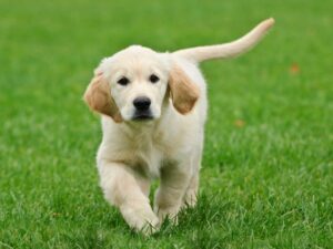 Choosing A Mini Golden Retriever Breeder