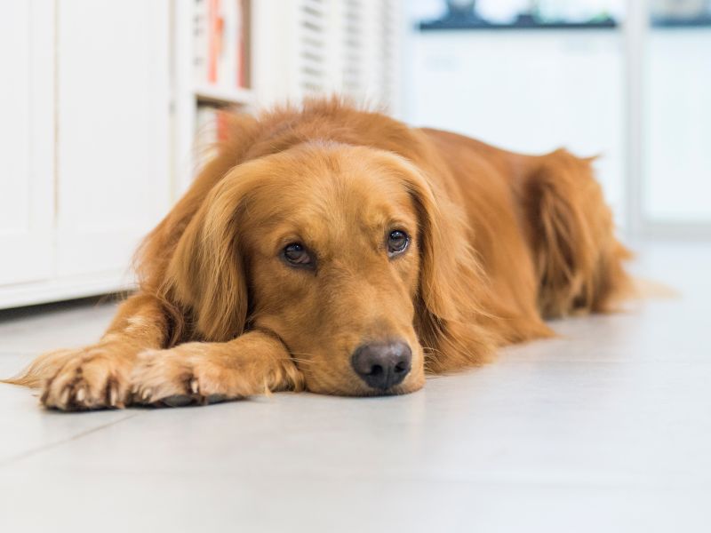 Common Red Golden Retriever Health Issues