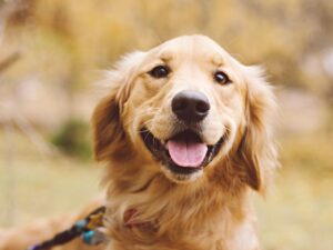 Cooper The Mini Golden Retriever [VIDEO]