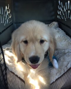 Crate Training Mistakes