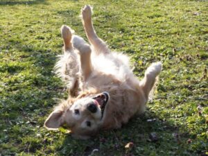 Denise Richards' Golden Retriever Tucker