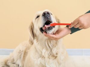 Dog Tooth Brush & Tooth Paste
