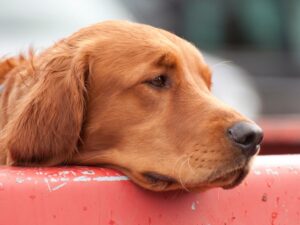 Common Red Golden Retriever Health Issues