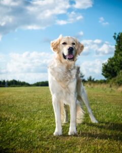 English Cream Golden Retrievers