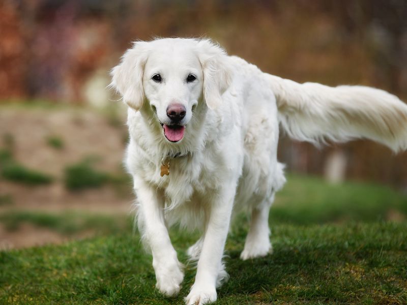 English Cream Golden Retrievers Are Medium-Large Dogs