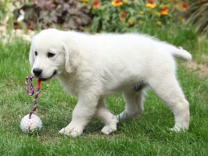 English Cream Golden Retrievers Are Smart