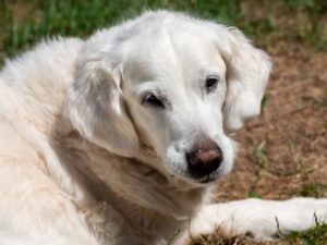 English Cream Golden Retrievers Have Blocky Heads