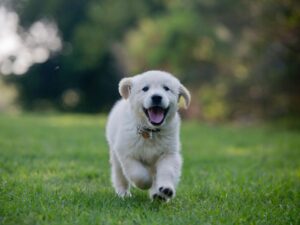 English Cream Golden Retrievers Shed A Lot