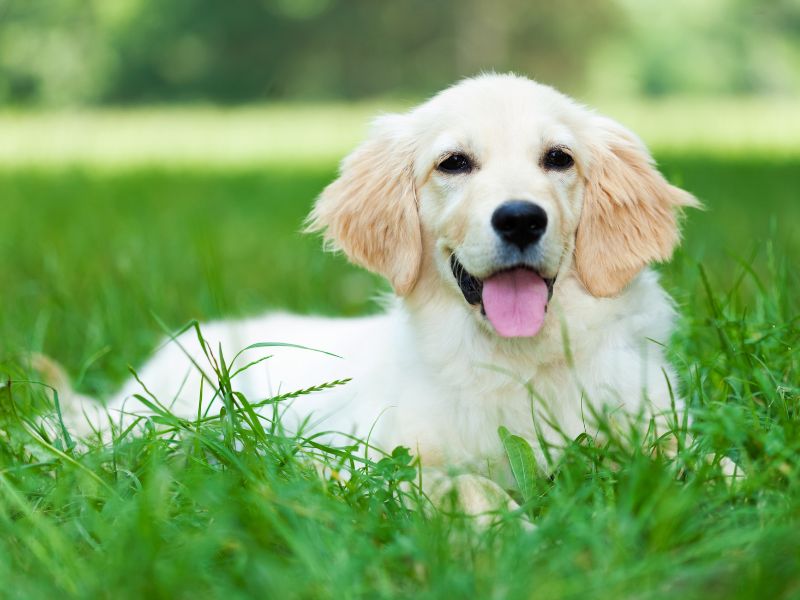 English Golden Retriever Breed Standards Are Different Than American Breed Standards