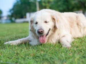 Erin Andrew's Golden Retriever Howie