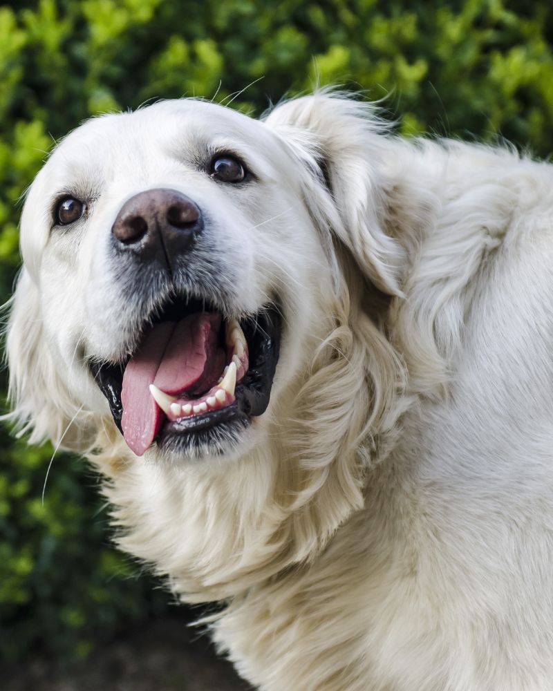 European Golden Retrievers Are Less Likely To Die From Cancer Than American Golden Retrievers