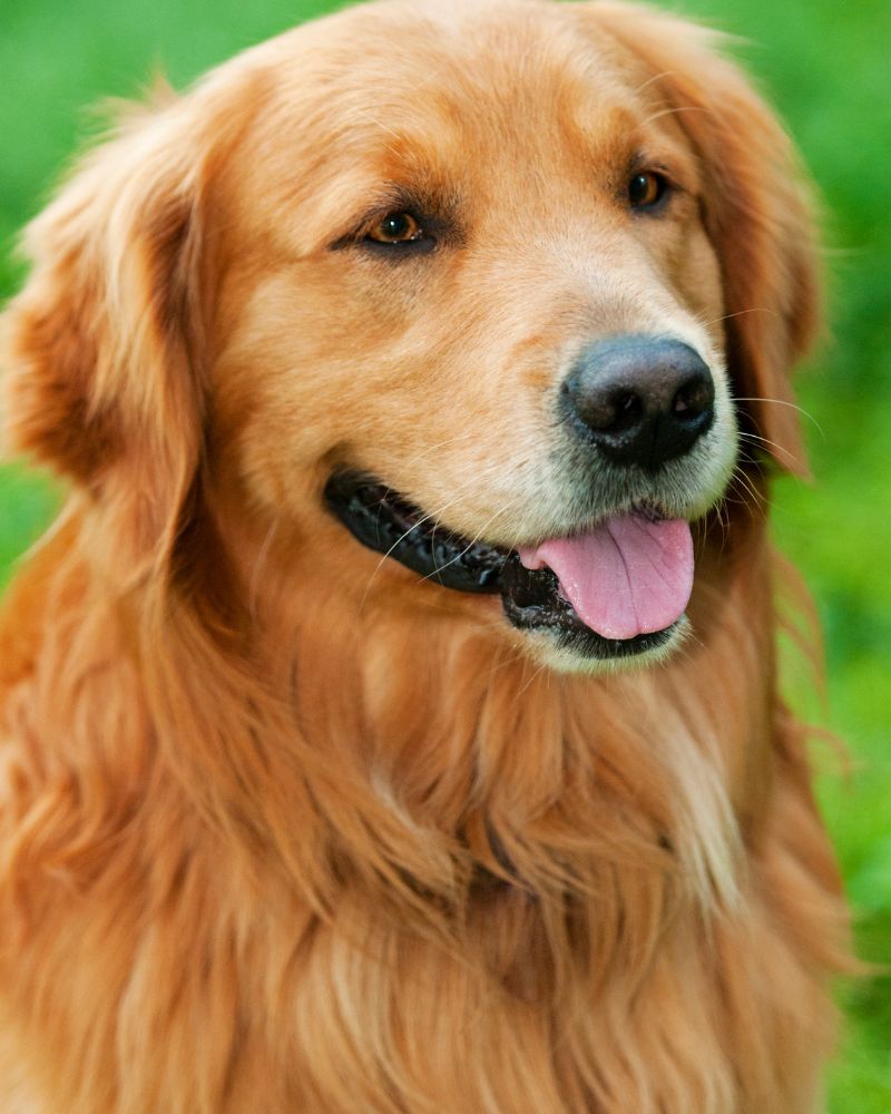 Everything You Need To Know About Adult Golden Retrievers