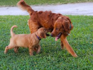 Field Bred Golden Retrievers