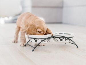 Food & Water Bowls