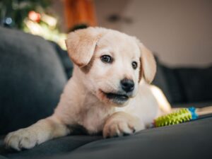Giving Your Golden Retriever Puppy Chew Toys