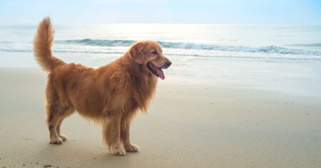 Golden Retriever Dog Breed Everything You Need To Know About Owning Goldens