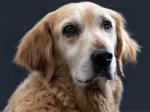 Golden Retriever Facts & History