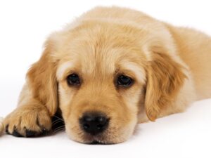 Golden Retriever Health Facts