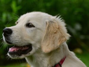 Golden Retriever History Facts