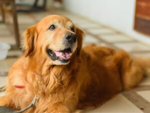 Golden Retriever Loves To Steal Things [Video]