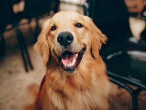 Golden Retriever Myths