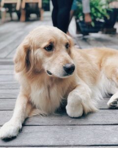 Golden Retriever Physical Facts