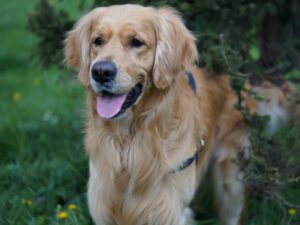 Golden Retriever Pros