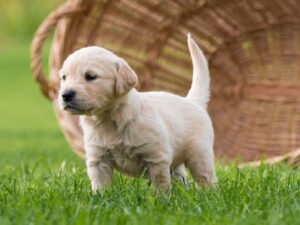Golden Retriever Puppy Facts