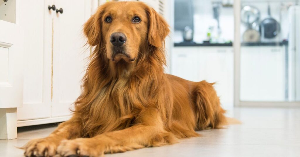 Golden Retriever Temperament & Personality (10 Reasons To Love Them)