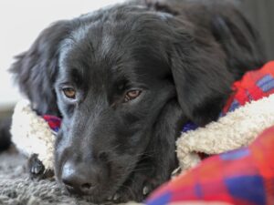 Golden Retriever vs. Flat-Coated Retriever
