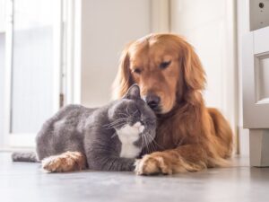Golden Retrievers Are Good With Dogs & Other Animals
