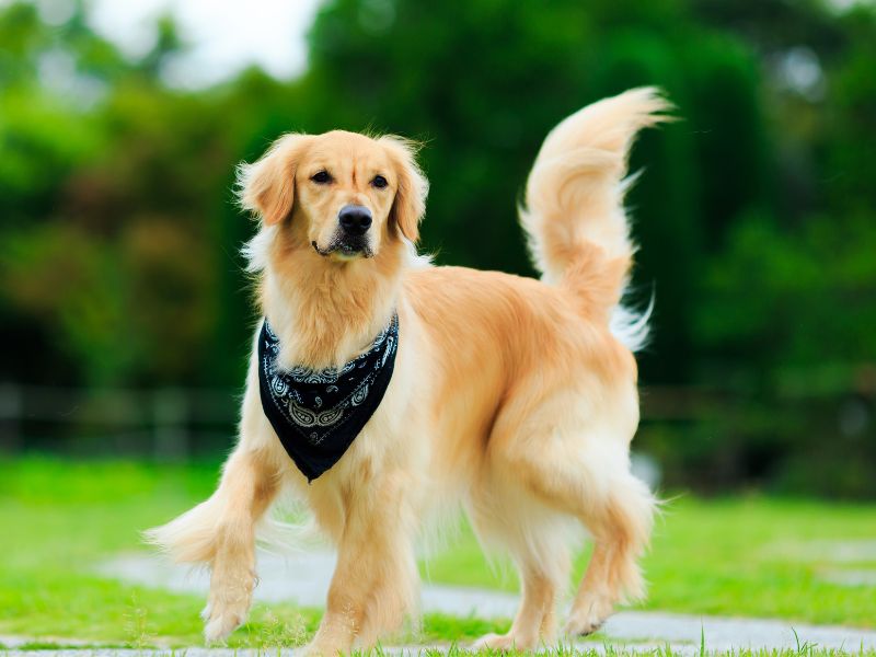 Golden Retrievers Are Medium To Large Dogs