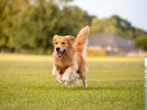 Golden Retrievers Are Rarely Aggressive