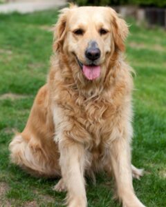 Golden Retrievers Don't Make Great Guard Dogs