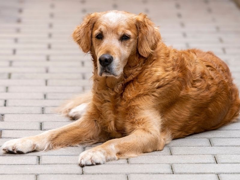 Golden Retrievers Faces Turn Gray Or White As They Age