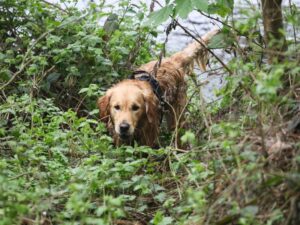 Golden Retrievers In The Workforce