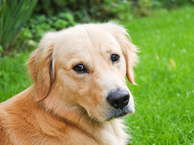 Golden Retrievers Live An Average Of 10-12 Years