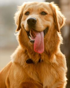 Golden Retrievers Shed A Lot
