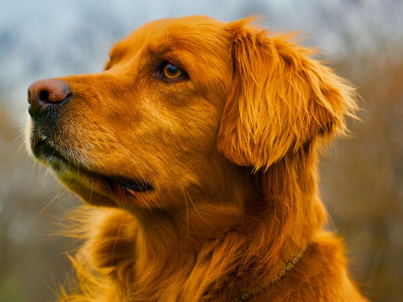 Golden Retrievers Suffer From These Health Issues Most Commonly